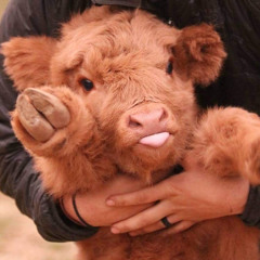 ms.moo