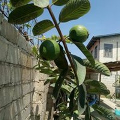 U Maung Han
