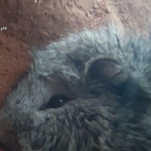 Tình Mình Lạ Kì - Lil Z Poet (Duzme Remix)  Audio Lyrics.mp3