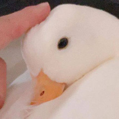 daduckyboi