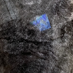 kokiopp