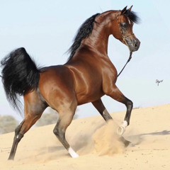 Ahmed Talaat