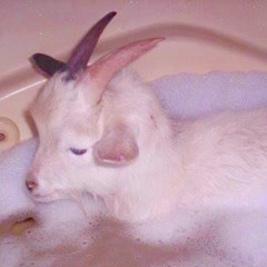 lilgoatmilk