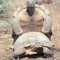 Fast Tortoise