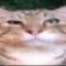 CAT KING