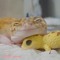 Geckhoe