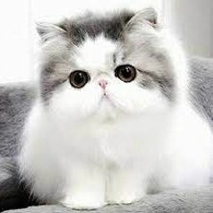 cat boy
