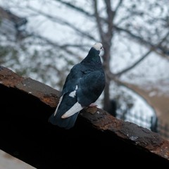 Pensive Pigeon