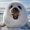 seal