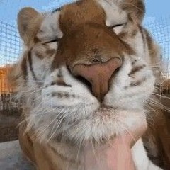🐯🏳️‍🌈UTAU Tiger🏳️‍🌈🐯