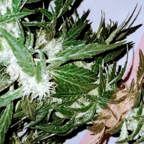 DonKylymä__hyvinvointivaltios.mp3