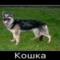 Karolinich