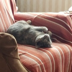 Amanda Kordupel-Borton