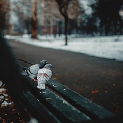 Ana Ak