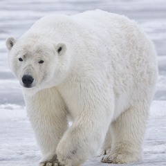 Polar Bear Music