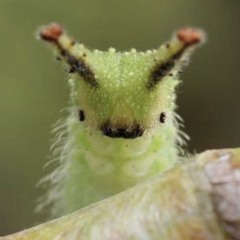moth