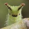 moth