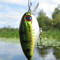 Hunt31 Fish31