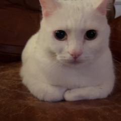 jane