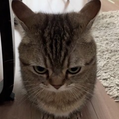 mh