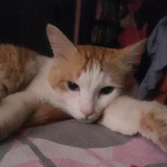 Whaaw