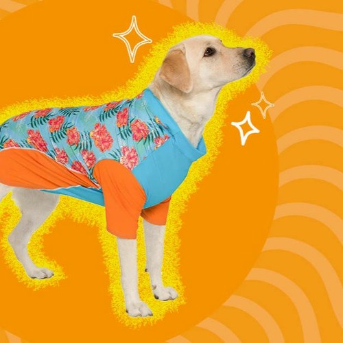 Sun Dog’s avatar