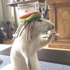 Freddy The Scallywag