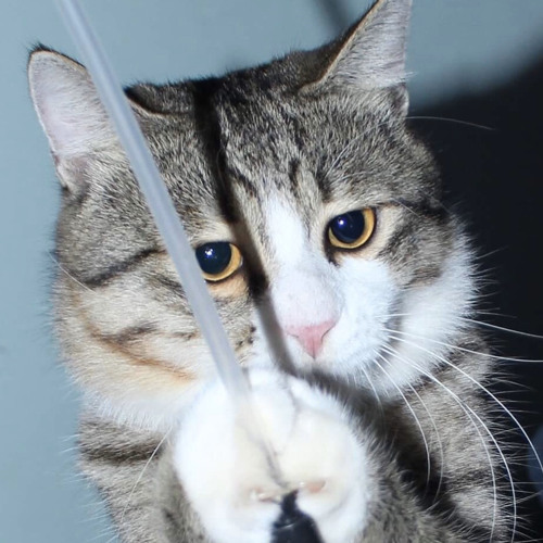 [ORIGINAL] LONELY LOVE - Trang Hàn X TDK X Hoàng Thống