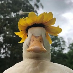 chupik