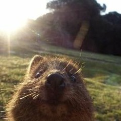 Bbosong quokka