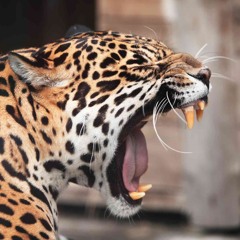 Spirit of the Jaguar