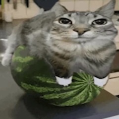 Tim