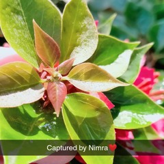 Nimra..