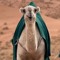 🎖️راكان القحطاني|🎖️