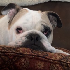 Whitney Raider-Wexler