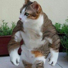 Buff Cat