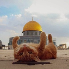Islam Mahmoud