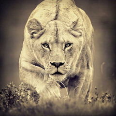 Lalionne Indou - Lili.berté 🕊️