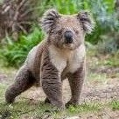Dancing Koala