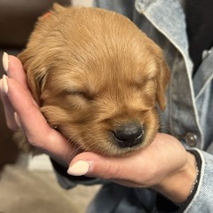 Karen O'Connell-Permes