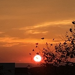AL