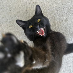 Fly! Fly!