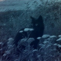 ☆ liminalstillness ☆