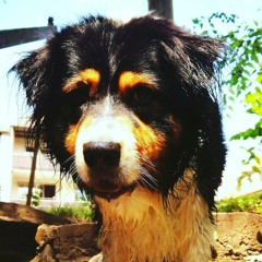 Super Sina