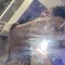 aaron