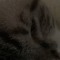 Petter