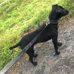 david Kiely 🦌🐶🐎🐰