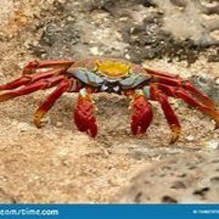 LiteCrab