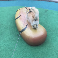 귀염둥