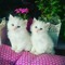 Bosy Mohamed